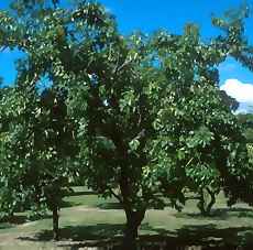 Black Sapote Tree Picture